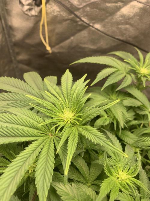 Zillons barney’s farm. Week 7