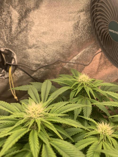 Zillons barney’s farm. Week 8