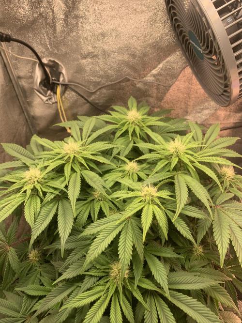 Zillons barney’s farm. Week 8