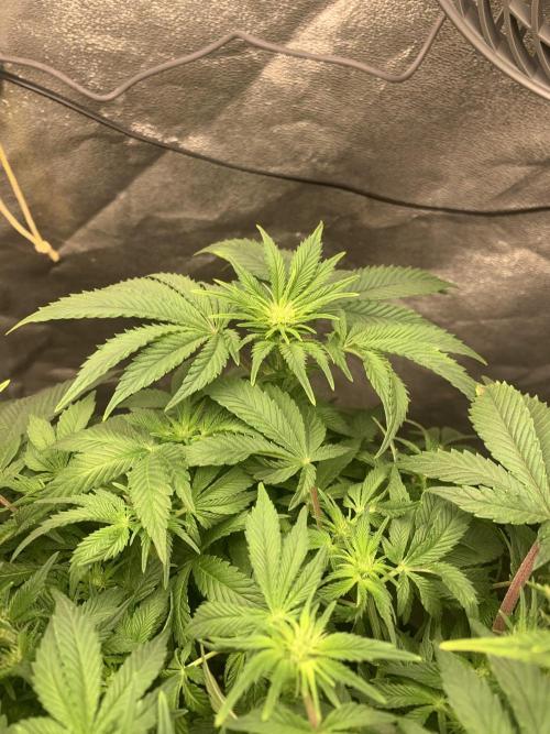 Zillons barney’s farm. Week 8