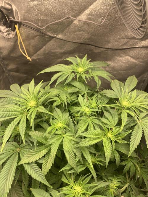 Zillons barney’s farm. Week 8