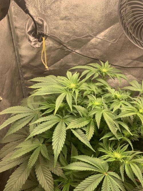 Zillons barney’s farm. Week 8