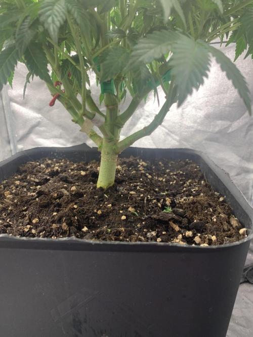 Zillons barney’s farm. Week 8
