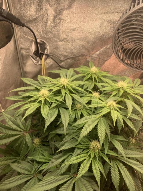 Zillons barney’s farm. Week 9