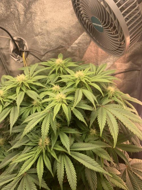 Zillons barney’s farm. Week 9