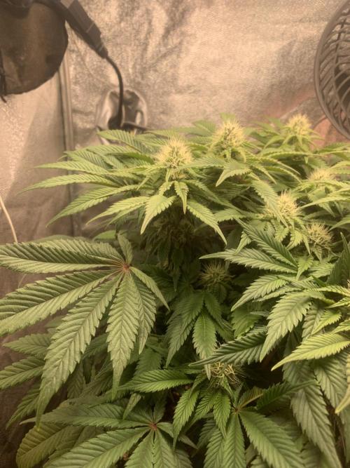 Zillons barney’s farm. Week 9