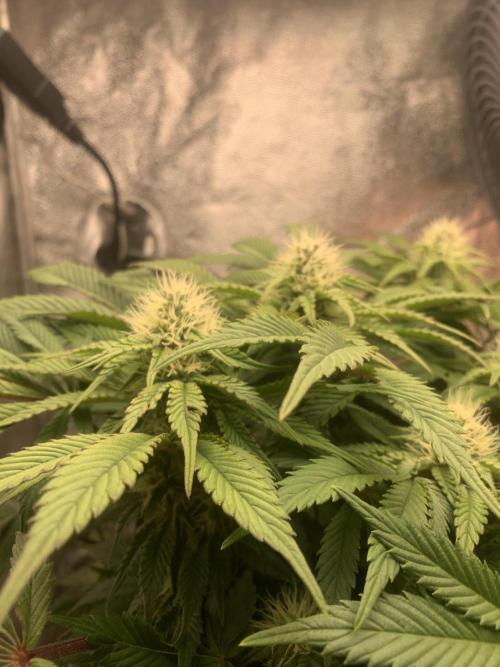 Zillons barney’s farm. Week 9