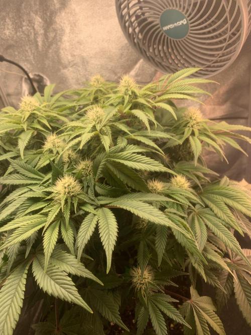 Zillons barney’s farm. Week 9