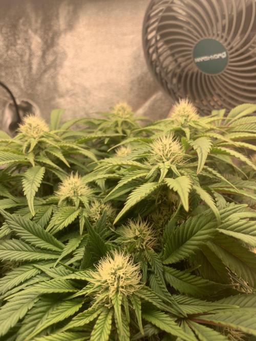 Zillons barney’s farm. Week 9