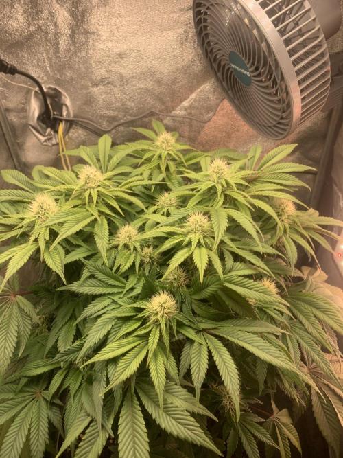 Zillons barney’s farm. Week 9
