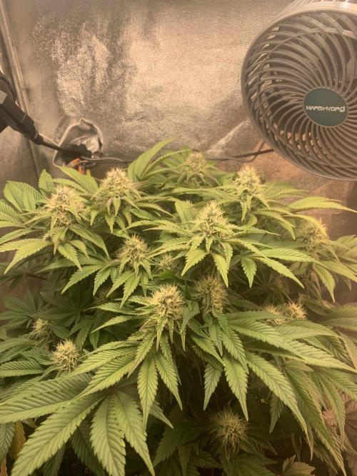 Zillons barney’s farm. Week 10