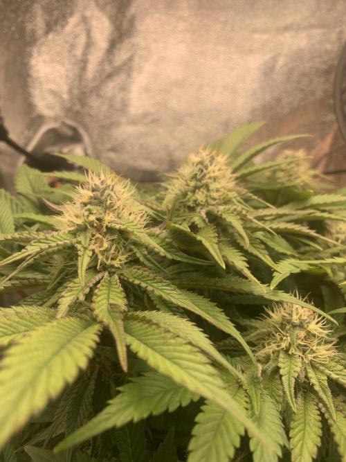 Zillons barney’s farm. Week 10