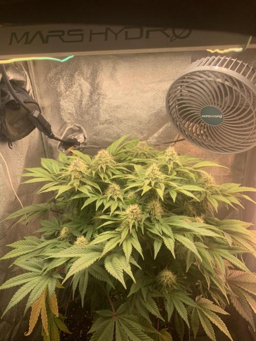 Zillons barney’s farm. Week 10
