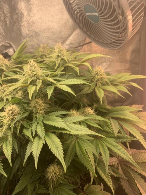 Zillons barney’s farm. Week 10