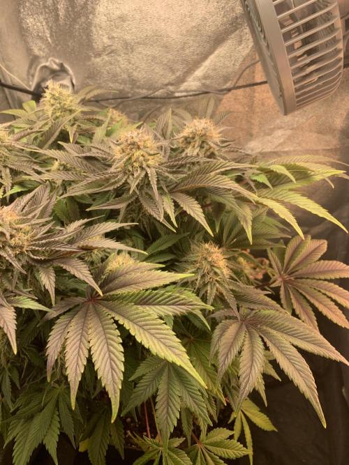 Zillons barney’s farm. Week 11