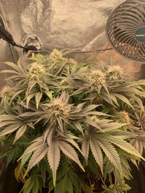 Zillons barney’s farm. Week 11