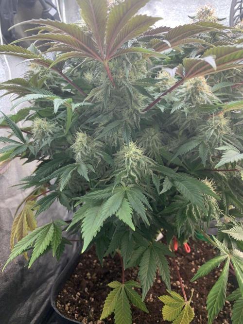 Zillons barney’s farm. Week 11