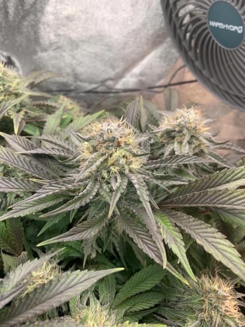 Zillons barney’s farm. Week 11