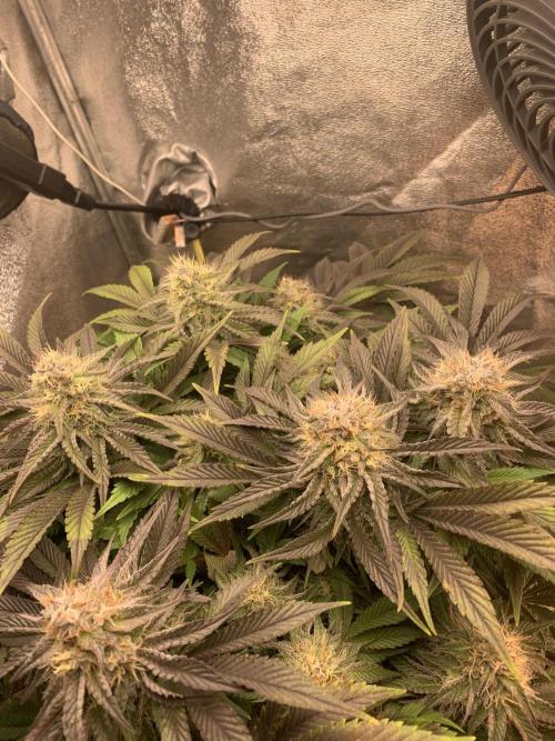 Zillons barney’s farm. Week 11