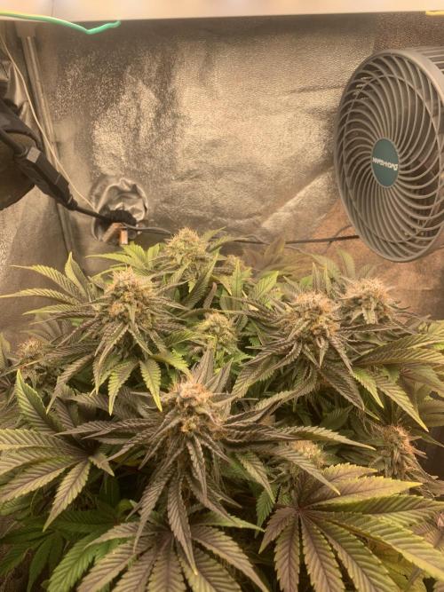 Zillons barney’s farm. Week 12