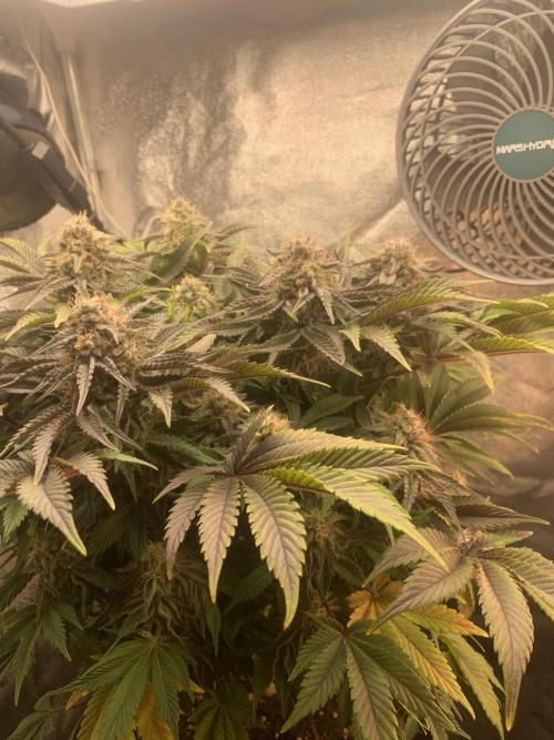 Zillons barney’s farm. Week 12