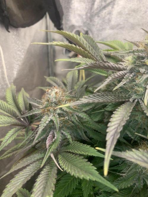 Zillons barney’s farm. Week 12