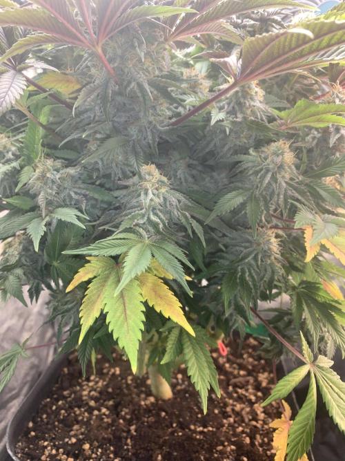 Zillons barney’s farm. Week 12