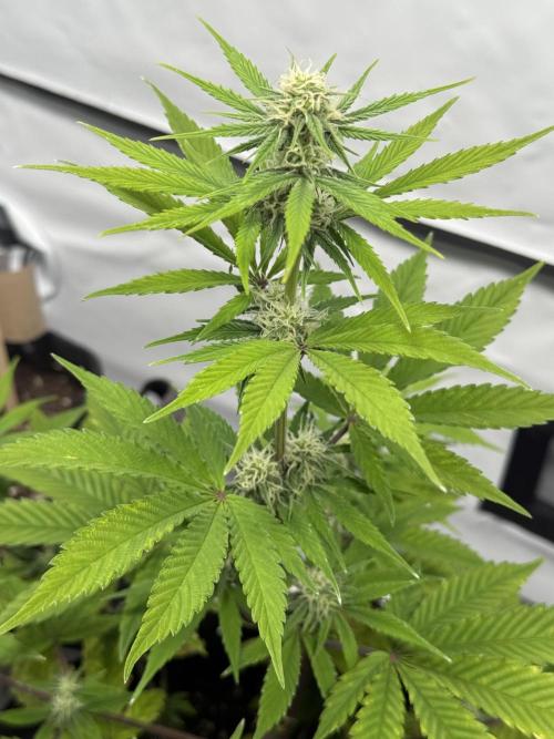 Goose farmers first. SpeedRun Autos. Week 3