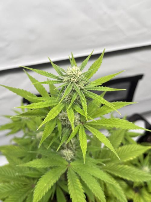 Goose farmers first. SpeedRun Autos. Week 3