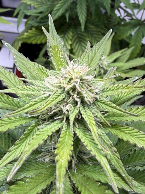 Goose farmers first. SpeedRun Autos. Week 3