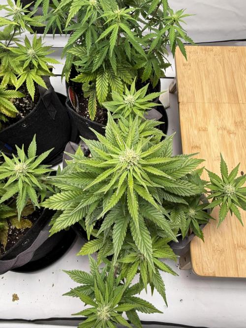 Goose farmers first. SpeedRun Autos. Week 3