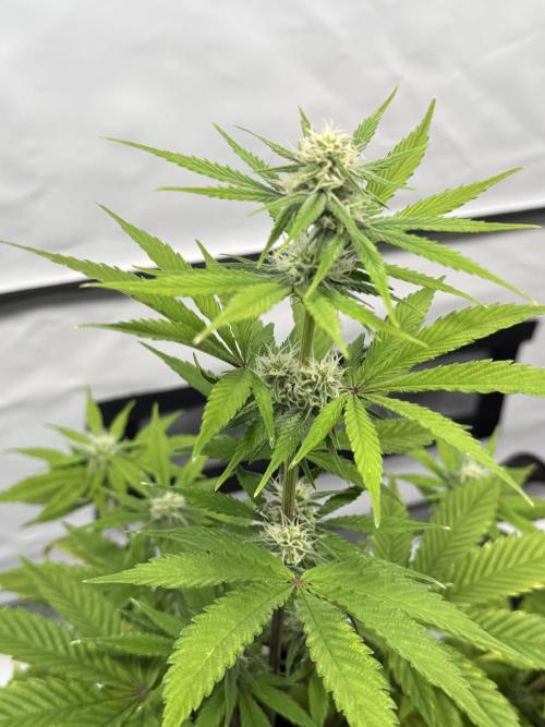 Goose farmers first. SpeedRun Autos. Week 3