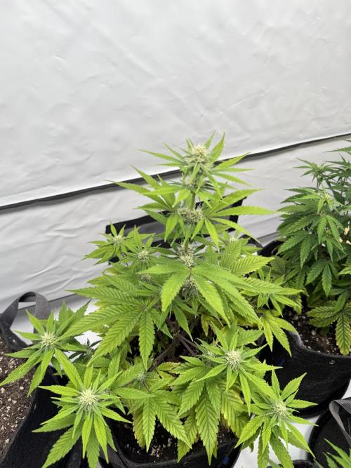 Goose farmers first. SpeedRun Autos. Week 3