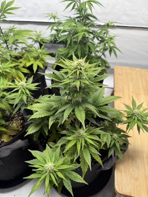 Goose farmers first. SpeedRun Autos. Week 3