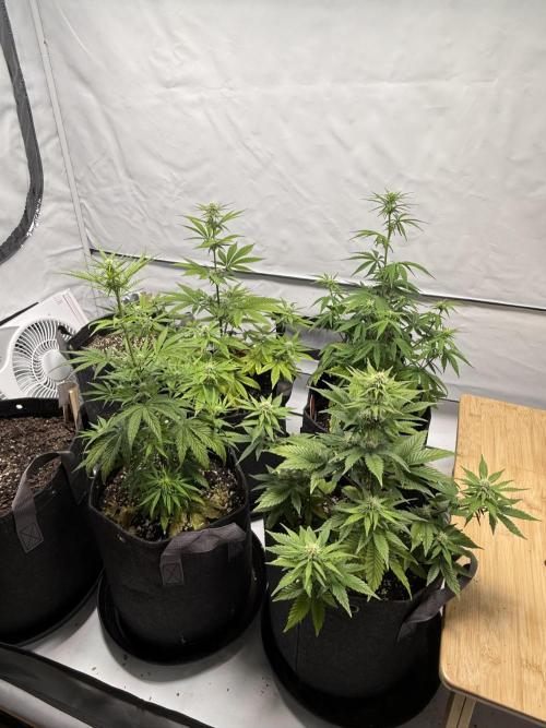 Goose farmers first. SpeedRun Autos. Week 3