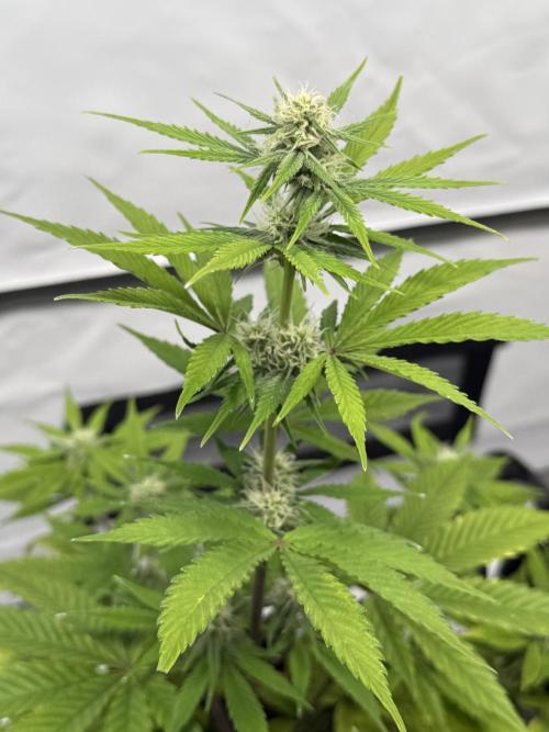 Goose farmers first. SpeedRun Autos. Week 3