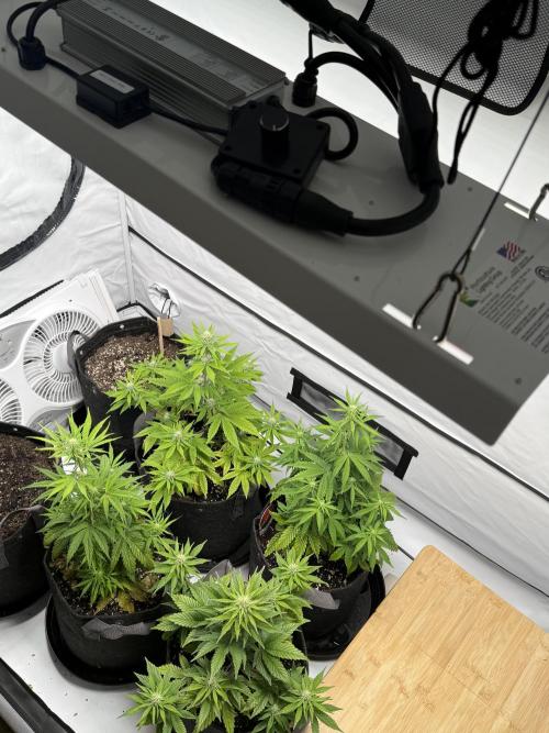 Goose farmers first. SpeedRun Autos. Week 3