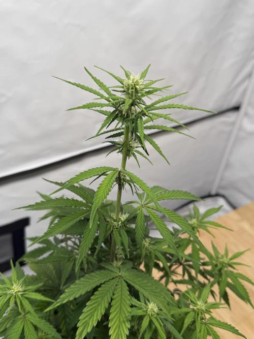 Goose farmers first. SpeedRun Autos. Week 3