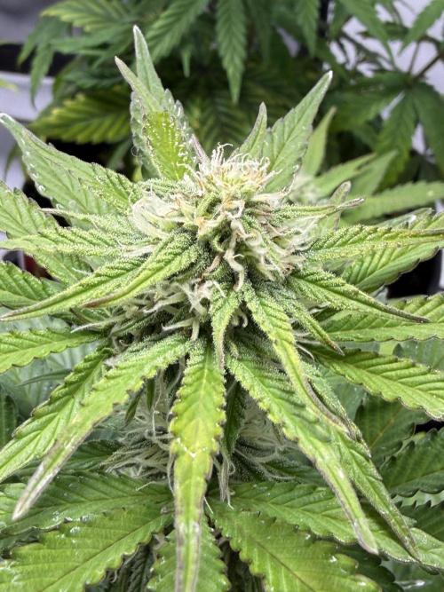 Goose farmers first. SpeedRun Autos. Week 3