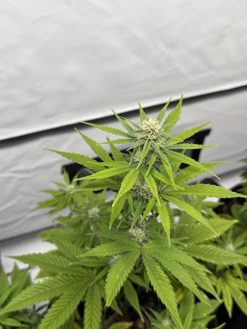 Goose farmers first. SpeedRun Autos. Week 3