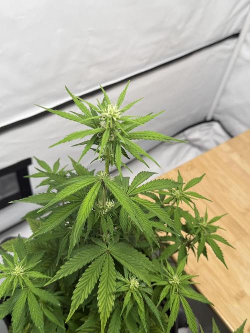 Goose farmers first. SpeedRun Autos. Week 3