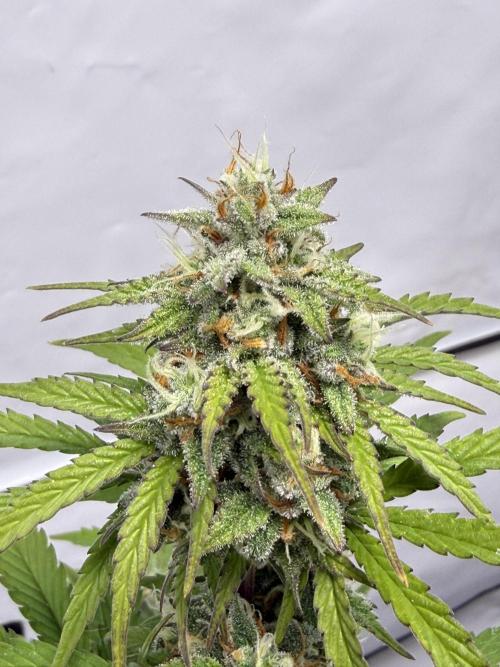 SpeedRun autos first go. Week 8