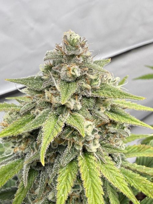 SpeedRun autos first go. Week 8