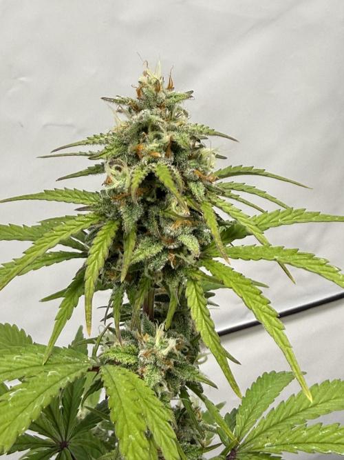 SpeedRun autos first go. Week 8