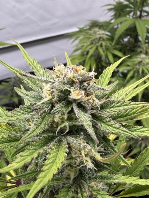 SpeedRun autos first go. Week 8