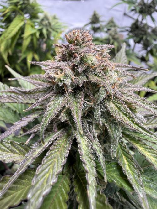 SpeedRun autos first go. Week 8