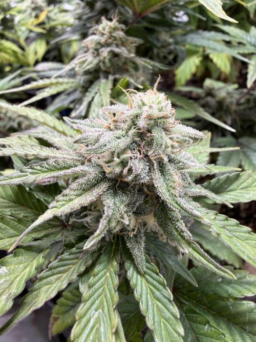 SpeedRun autos first go. Week 8