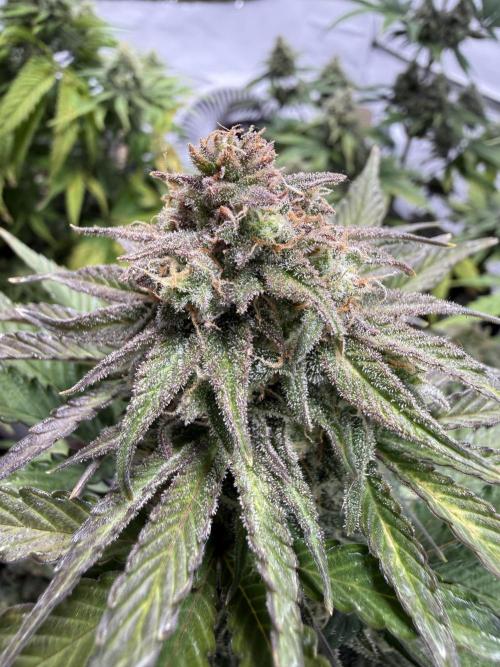 SpeedRun autos first go. Week 8