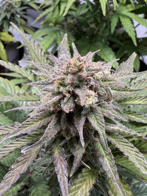 SpeedRun autos first go. Week 8