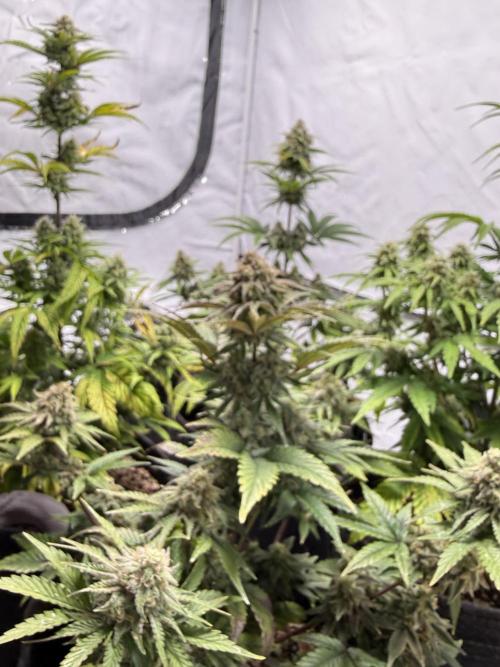 SpeedRun autos first go. Week 8